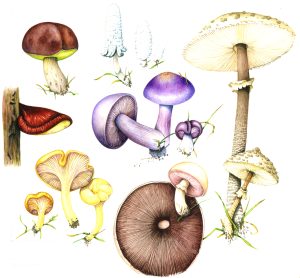 Edible fungus natural history illustration by Lizzie Harper