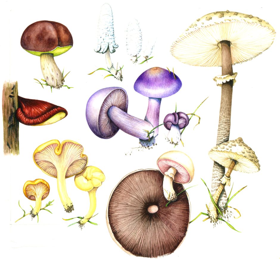 Edible fungus species - Lizzie Harper