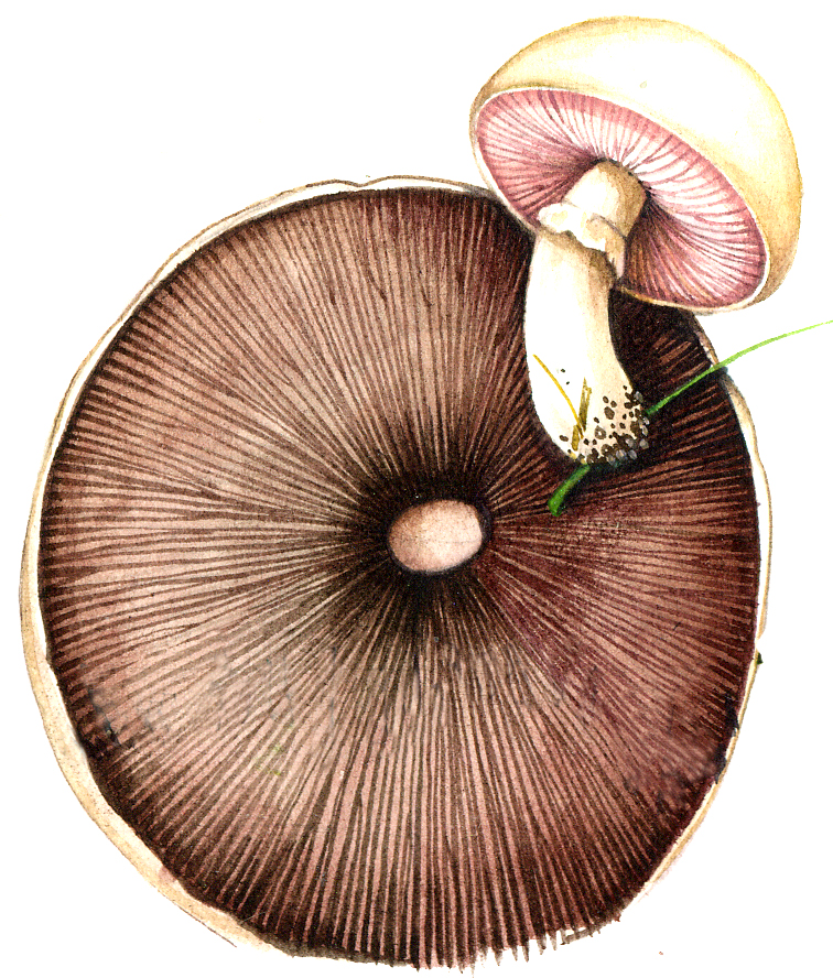 Agaricus campestris Mushroom natural history illustration by Lizzie Harper