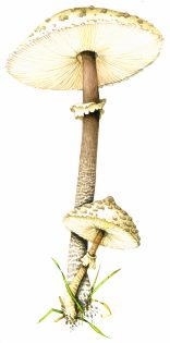 Parasol Macrolepiota procera