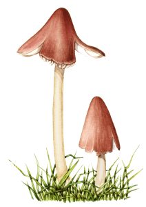 Pink Meadow Waxcap Hygrocybe pratensis natural history illustration by Lizzie Harper