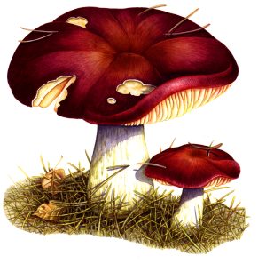 Russula natural history illustration by Lizzie Harper