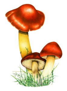 Crimson waxcap Hygrocybe punicea natural history illustration by Lizzie Harper