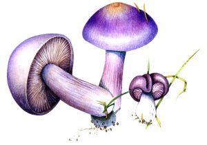 Wood Blewit Clitocybe nuda natural history illustration by Lizzie Harper