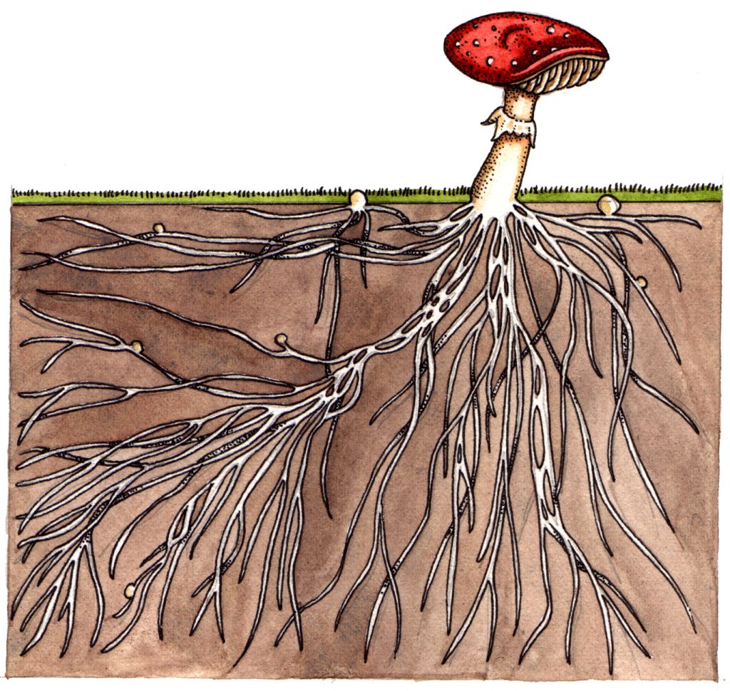 Fungus with underground hyphae natural history illustration by Lizzie Harper