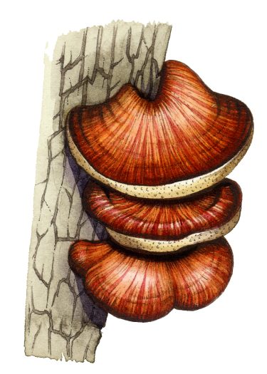 Fungus fistulina hepatica natural history illustration by Lizzie Harper