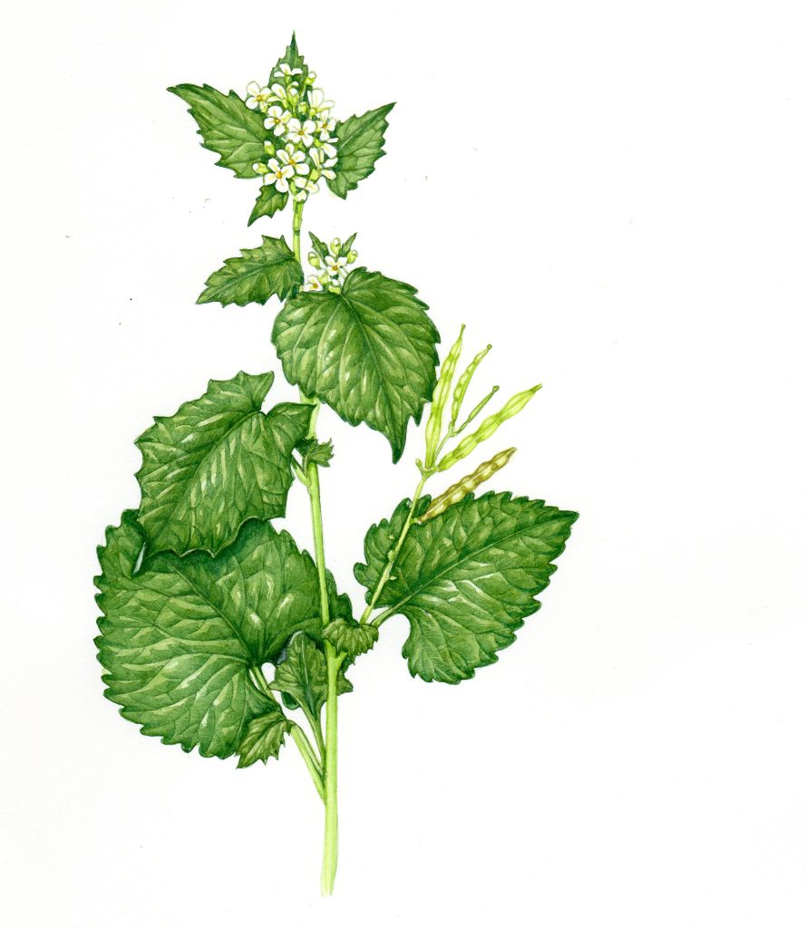 Garlic Mustard Alliaria petiolata natural history illustration by Lizzie Harper