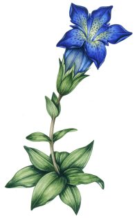 Gentian gentiana acaulis