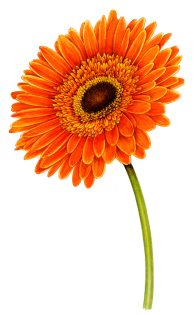 African daisy Gerbera