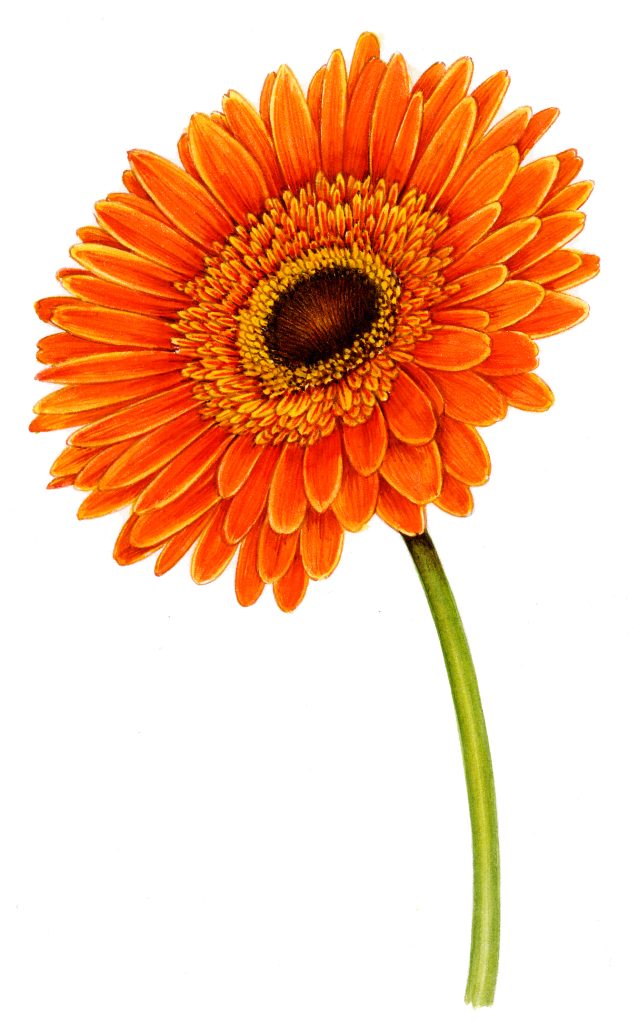 African daisy Gerbera natural history illustration by Lizzie Harper