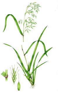 Giant Fescue Festuca gigantea