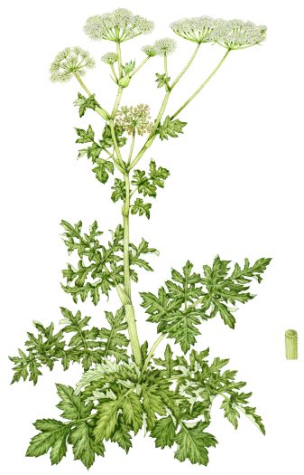 Giant hogweed Heracleum sphondylium natural history illustration by Lizzie Harper