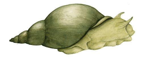 Giant pond snail Lymnaea stagnalis natural history illustration by Lizzie Harper