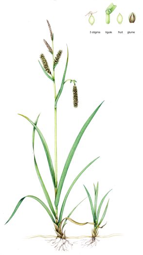 Glaucous sedge Carex flacca natural history illustration by Lizzie Harper