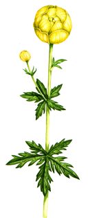 Globe flower Trollius europaeus