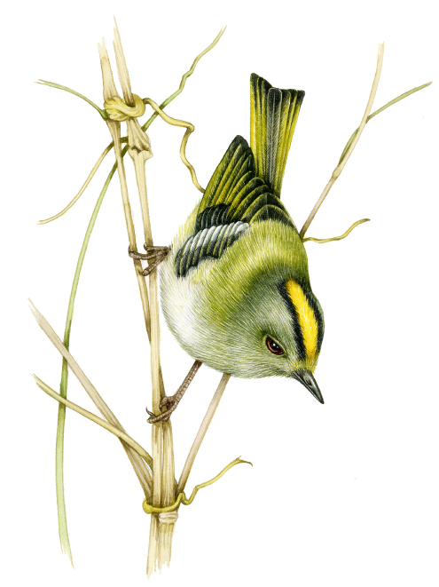 Goldcrest Regulus regulus natural history illustration by Lizzie Harper