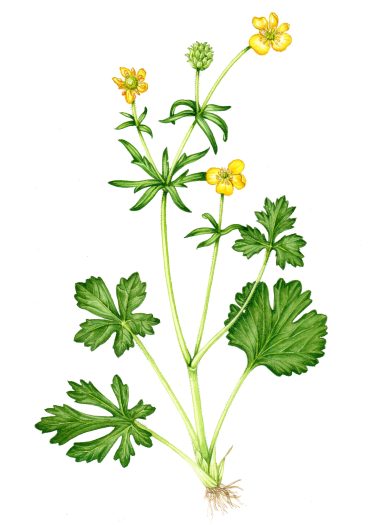 Goldilocks buttercup Ranunculus auricomis natural history illustration by Lizzie Harper