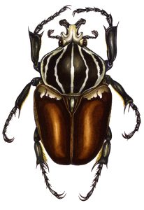 Goliath beetle Goliathus goliatus natural history illustration by Lizzie Harper