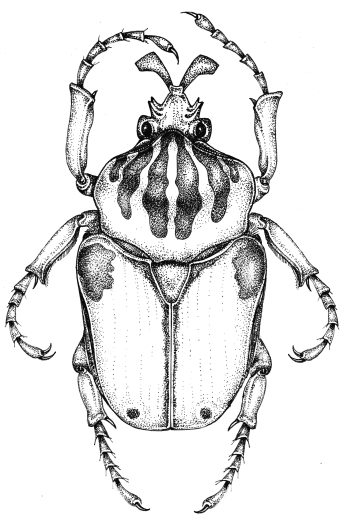 Goliath beetle Goliathus goliatus natural history illustration by Lizzie Harper