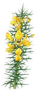 Gorse Ulex europaeus