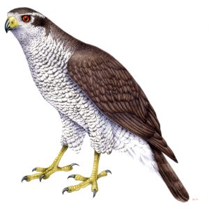 Goshawk Accipiter gentilis
