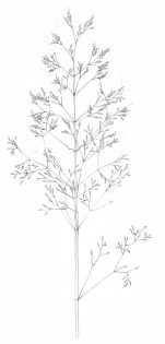 Grass flowering head diagram