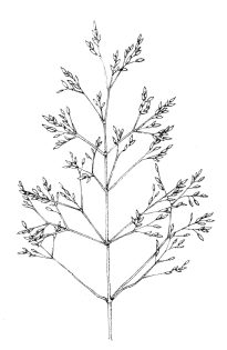 Grass rachilla diagram