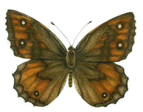 Grayling butterfly Hipparchia semele natural history illustration by Lizzie Harper