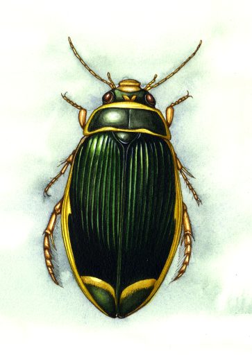 Great diving beetle Dytiscus marginalis natural history illustration by Lizzie Harper
