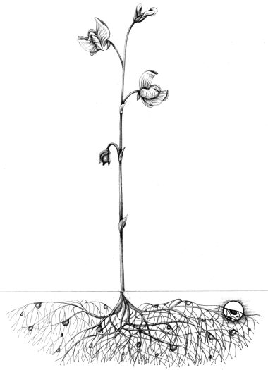 Greater bladderwort Utricularia vulgaris natural history illustration by Lizzie Harper