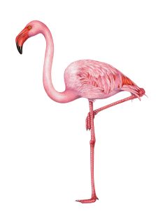 Greater flamingo Phoenicopterus roseus natural history illustration by Lizzie Harper
