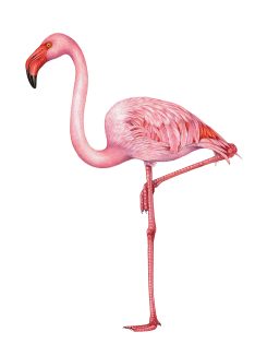 Greater flamingo Phoenicopterus roseus