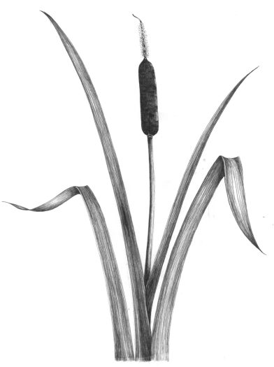 Greater reedmace Typha latifolia natural history illustration by Lizzie Harper