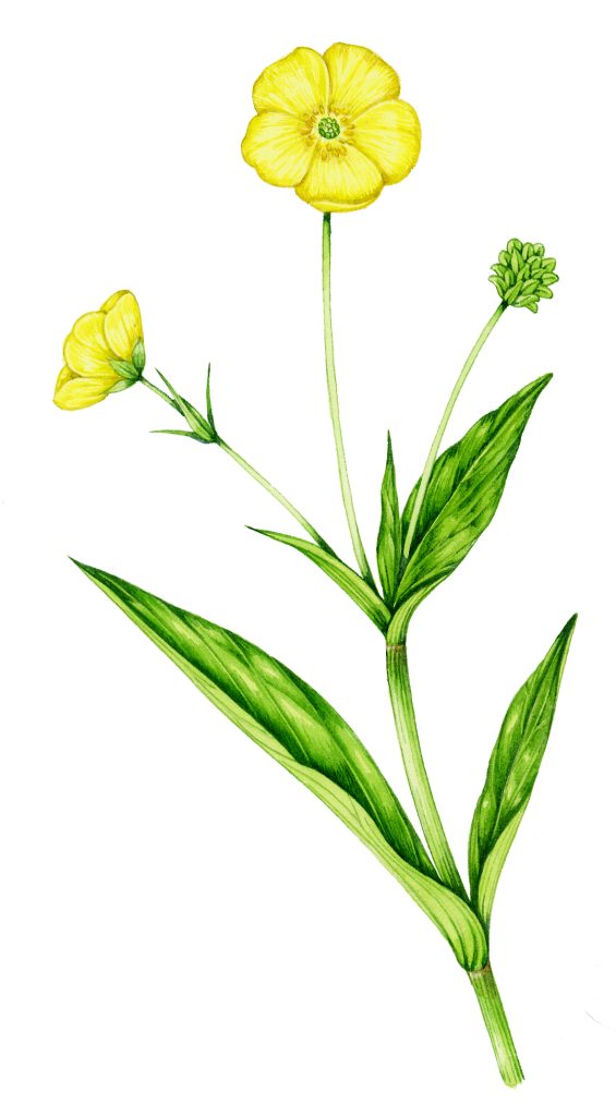 Greater Spearwort Ranunculus lingua natural history illustration by Lizzie Harper