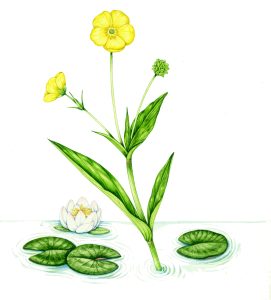 Greater Spearwort Ranunculus lingua natural history illustration by Lizzie Harper