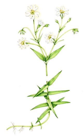 Greater stitchwort Stellaria holostea natural history illustration by Lizzie Harper