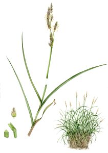 Greater tussock sedge Carex paniculata natural history illustration by Lizzie Harper