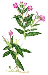 Greater willowherb Epibolium hirsutum