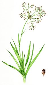 Greater wood rush Luzula sylvatica natural history illustration by Lizzie Harper