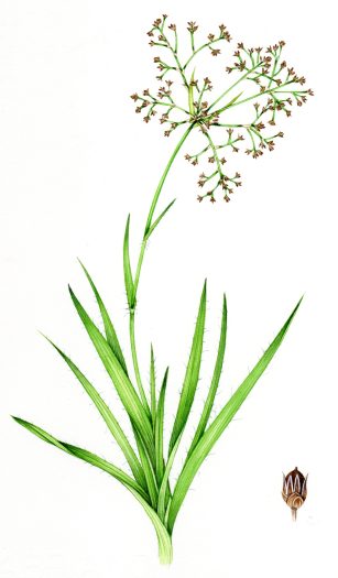 Greater wood rush Luzula sylvatica natural history illustration by Lizzie Harper