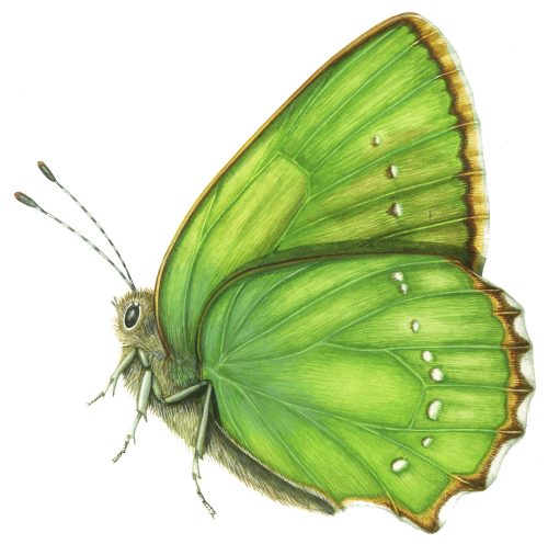 Green Hairstreak Callophrys rubi butterfly natural history illustration by Lizzie Harper
