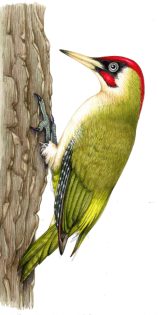 Green woodpecker Picus viridis