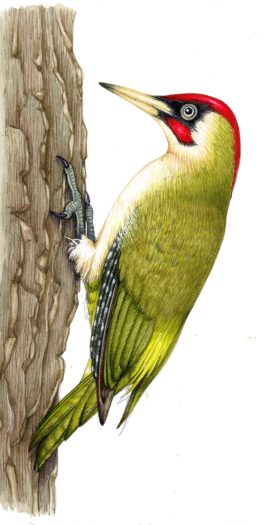 Green woodpecker Picus viridis natural history illustration by Lizzie Harper