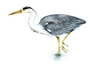 Grey heron Ardea cinerea