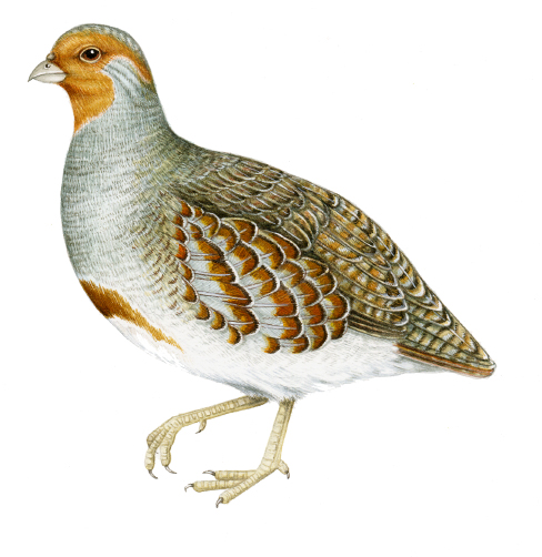 Grey partridge Perdix perdix natural history illustration by Lizzie Harper