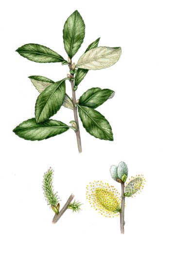Grey willow Salix cinerea natural history illustration by Lizzie Harper
