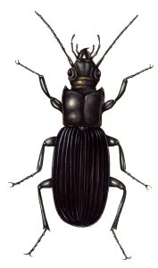 Ground beetle Carabidae natural history illustration by Lizzie Harper
