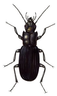 Ground beetle Carabidae