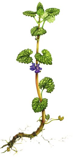 Ground ivy Glechoma hederacea natural history illustration by Lizzie Harper