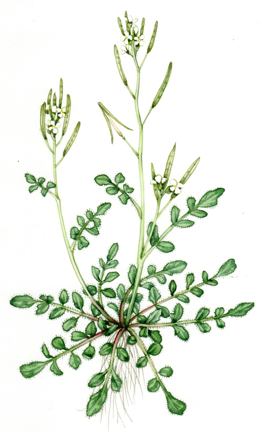 Hairy Bittercress Cardamine hirsuta - Lizzie Harper